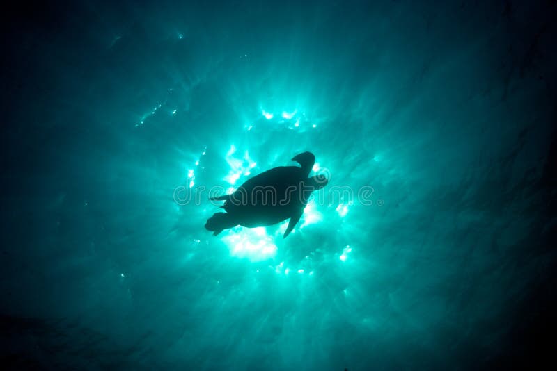 Foto subacquea epica di una siluetta della tartaruga di mare verde contro la t fotografie stock Foto subacquea epica di una siluetta della tartaruga di mare verde contro la t fotografie stock