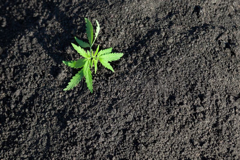 Foto tem?tico para legalizar um c?nhamo da planta Baixo cultivar t?cnico de THC sem o valor da droga Pl?ntula do cannabis, cultiv imagens de stock royalty free Foto tem?tico para legalizar um c?nhamo da planta Baixo cultivar t?cnico de THC sem o valor da droga Pl?ntula do cannabis, cultiv imagens de stock royalty free