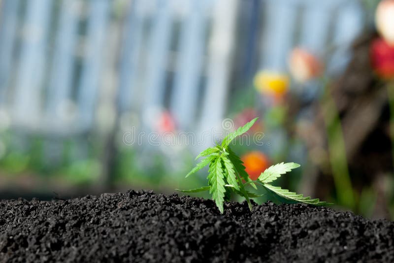 Foto tem?tico para legalizar um c?nhamo da planta Baixo cultivar t?cnico de THC sem o valor da droga Pl?ntula do cannabis, cultiv foto de stock royalty free Foto tem?tico para legalizar um c?nhamo da planta Baixo cultivar t?cnico de THC sem o valor da droga Pl?ntula do cannabis, cultiv foto de stock royalty free