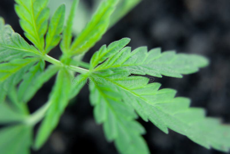 Foto tem?tico para legalizar um c?nhamo da planta Baixo cultivar t?cnico de THC sem o valor da droga Pl?ntula do cannabis, cultiv imagem de stock royalty free Foto tem?tico para legalizar um c?nhamo da planta Baixo cultivar t?cnico de THC sem o valor da droga Pl?ntula do cannabis, cultiv imagem de stock royalty free