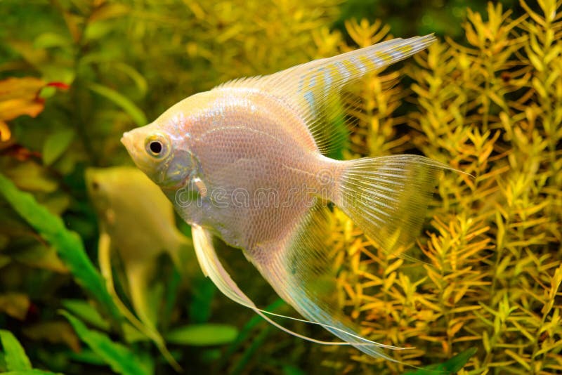 Foto van aquarium witte vissen op groene natuurlijke achtergrond royalty-vrije stock foto Foto van aquarium witte vissen op groene natuurlijke achtergrond royalty-vrije stock foto