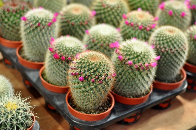 Foto van cactus royalty-vrije stock afbeeldingen