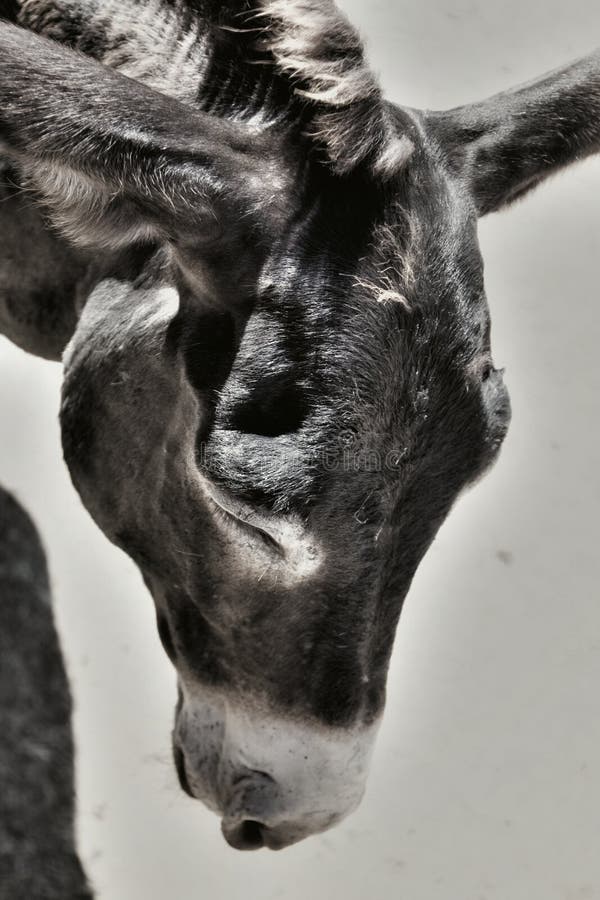 Photo of a cute tired donkey on the farm looking down, artistic toned photo. Photo of a cute tired donkey on the farm looking down, artistic toned photo