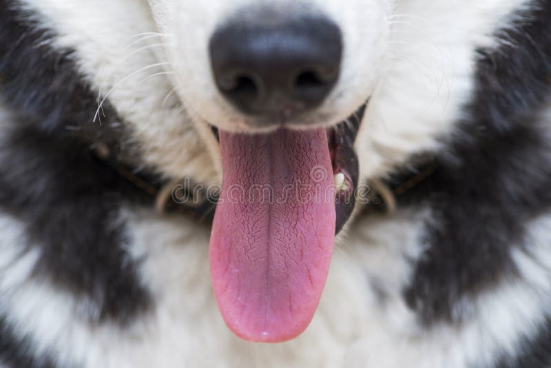 Foto van een open mond van een hond met zijn tong die uit hangen Portret van Siberisch Husky Dog met uit tong royalty-vrije stock foto Foto van een open mond van een hond met zijn tong die uit hangen Portret van Siberisch Husky Dog met uit tong royalty-vrije stock foto