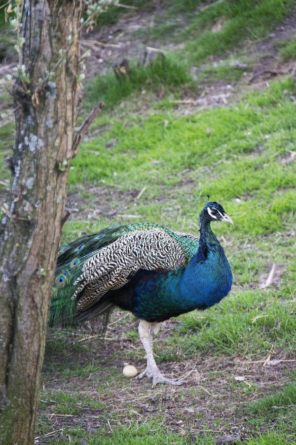 Foto van knappe mannelijke pauw in de dierentuin stock afbeeldingen Foto van knappe mannelijke pauw in de dierentuin stock afbeeldingen
