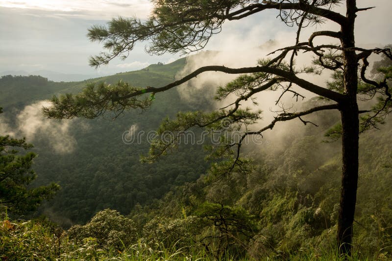 Foto van pijnboombomen op de bergen met mist stock afbeeldingen Foto van pijnboombomen op de bergen met mist stock afbeeldingen