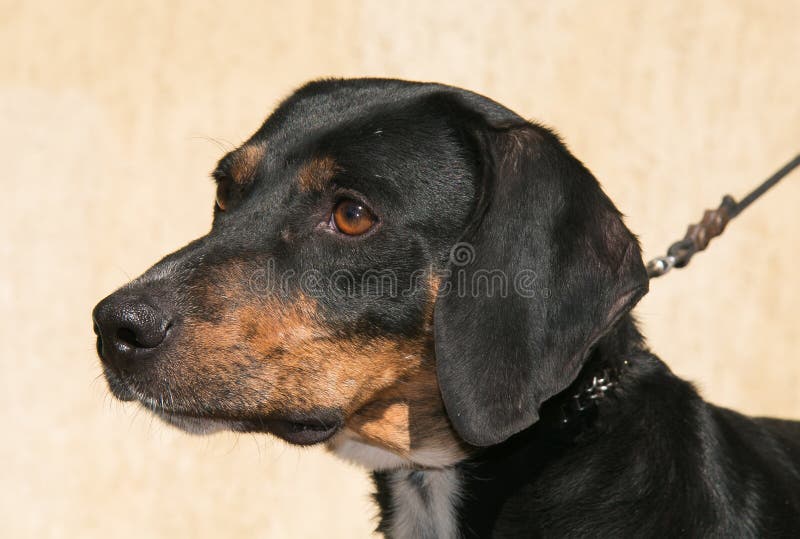Segugio maremmano, Hund stockbild. Bild von schönheit 5389003