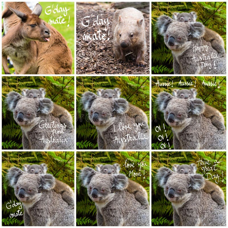 Fotocollage van Australische koala inheemse dierlijke en diverse groeten royalty-vrije stock foto Fotocollage van Australische koala inheemse dierlijke en diverse groeten royalty-vrije stock foto