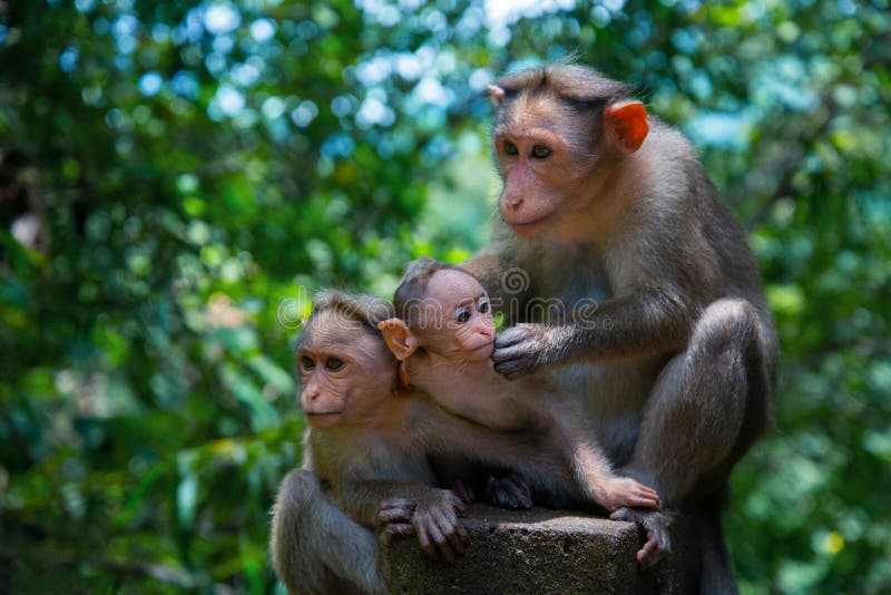 Fotografía Animal El Mono Materno Y Dos Monos Bebés Sentados Sobre Una Piedra De Fondo Verde Foto de archivo - Imagen de coma, mono: 228642510