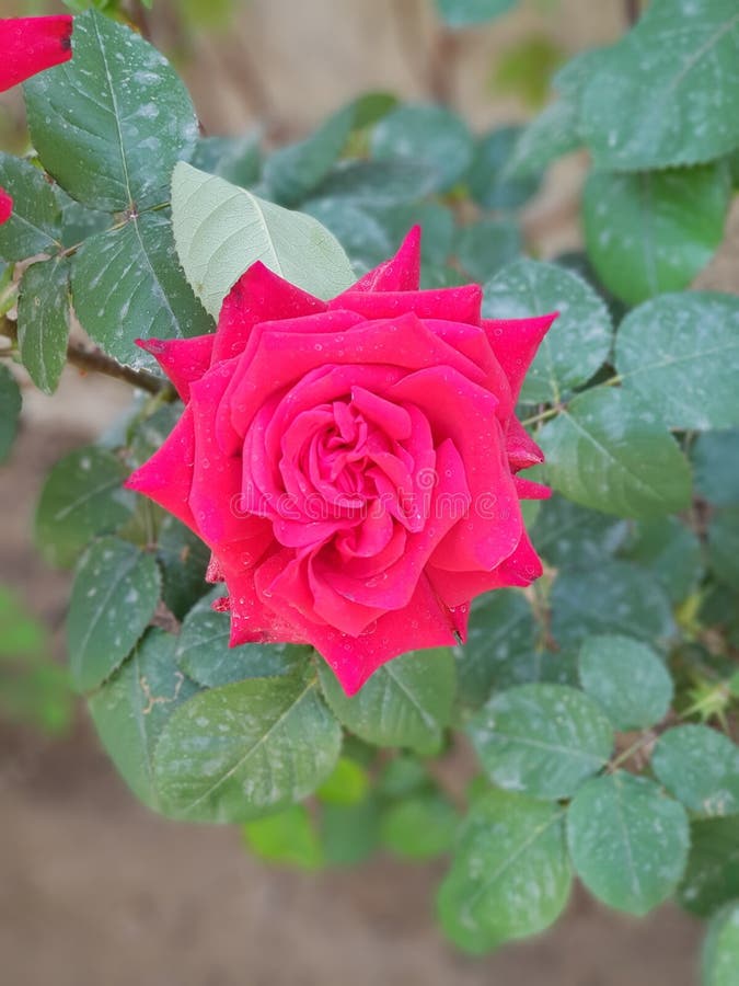 Primer plano de pétalos de rosas rojas. fondo suave natural para