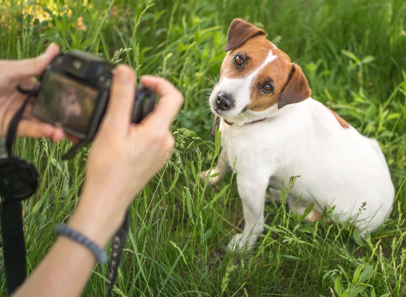 Fotograf der jungen Frau, der ein Foto des Sitzens kleinen Hundesteckfassungsrussel-Terriers draußen im grünen Sommerpark im Gras stockfoto Fotograf der jungen Frau, der ein Foto des Sitzens kleinen Hundesteckfassungsrussel-Terriers draußen im grünen Sommerpark im Gras stockfoto