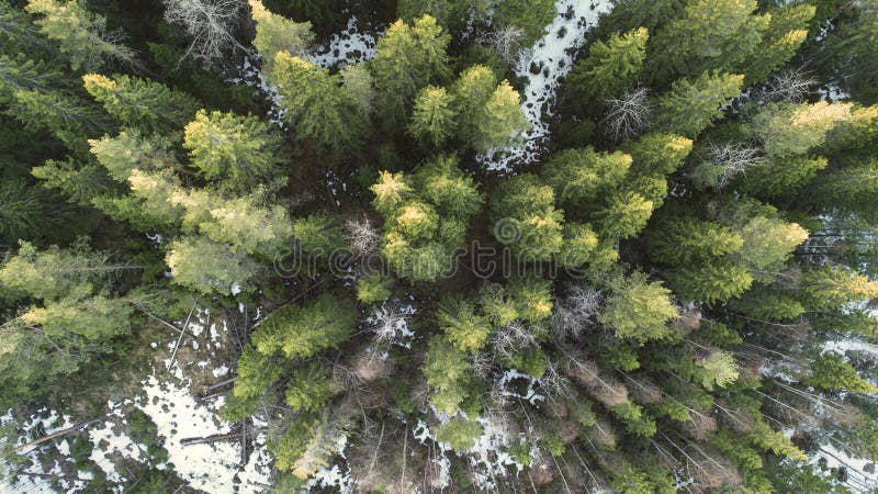 Fotograf?a a?rea de un bosque en invierno foto de archivo Fotograf?a a?rea de un bosque en invierno foto de archivo