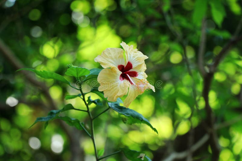 Hibiscus[2][3] is a genus of flowering plants in the mallow family, Malvaceae. The leaves are alternate, ovate to lanceolate, often with a toothed or lobed margin (dentate). The flowers are large, conspicuous, trumpet-shaped, with five or more petals, colour from white to pink, red, blue, orange, peach .Many species are grown for their showy flowers or used as landscape shrubs, and are used to attract butterflies, bees, and hummingbirds . Hibiscus[2][3] is a genus of flowering plants in the mallow family, Malvaceae. The leaves are alternate, ovate to lanceolate, often with a toothed or lobed margin (dentate). The flowers are large, conspicuous, trumpet-shaped, with five or more petals, colour from white to pink, red, blue, orange, peach .Many species are grown for their showy flowers or used as landscape shrubs, and are used to attract butterflies, bees, and hummingbirds .