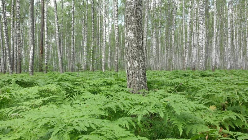 Fotografia aerea della foresta della betulla da un quadcopter Volo fra gli alberi sopra la felce