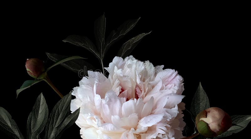 Fotografia białych kwiatów peonie na czarnym tle ilustracji