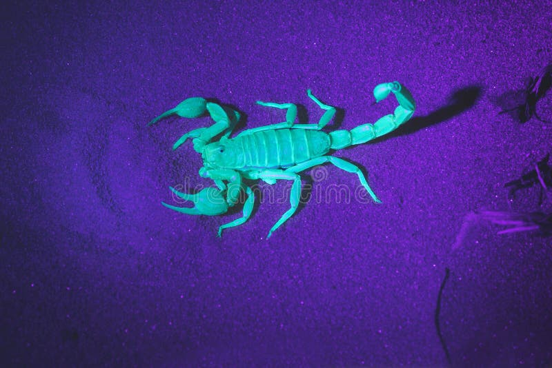 Fotografia da noite do escorpião sob a luz de uma lanterna elétrica ultravioleta Arizonensis de Hadrurus, escorpião peludo do des foto de stock royalty free Fotografia da noite do escorpião sob a luz de uma lanterna elétrica ultravioleta Arizonensis de Hadrurus, escorpião peludo do des foto de stock royalty free