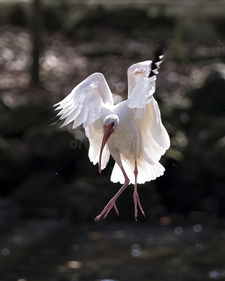 Fotografia de aves White Ibis Retrato Imagem Imagem Foto Bird Flying Asas Angelic Espalhar asas Aproximação de aves do Bis Branco fotografia de stock royalty free Fotografia de aves White Ibis Retrato Imagem Imagem Foto Bird Flying Asas Angelic Espalhar asas Aproximação de aves do Bis Branco fotografia de stock royalty free