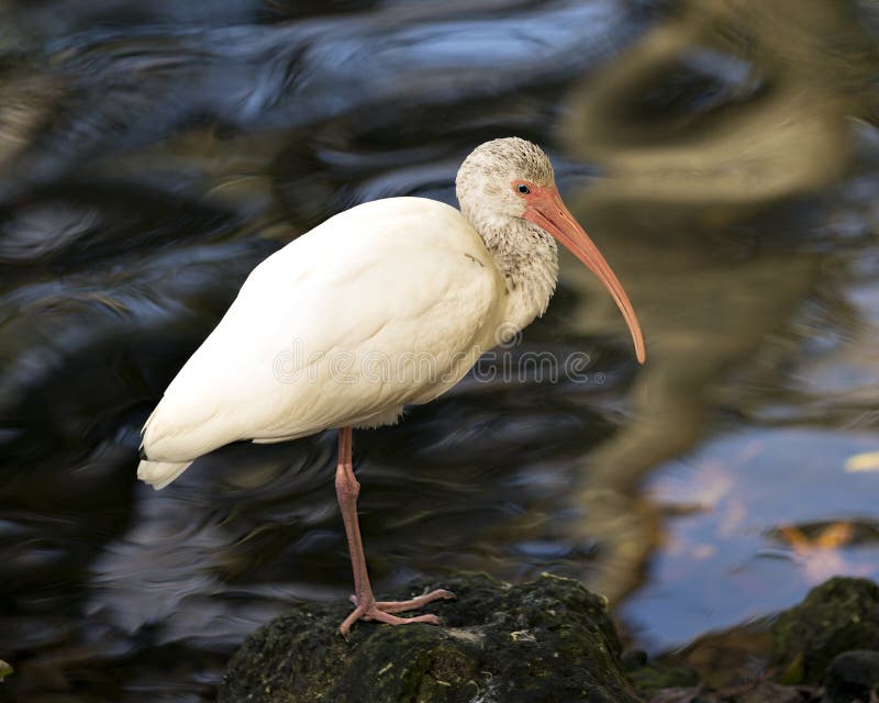 Fotografia de aves White Ibis Retrato Imagem Imagem Foto Vista de perfil de aproximação de aves do Bis Branco sobre um arco-íris imagens de stock Fotografia de aves White Ibis Retrato Imagem Imagem Foto Vista de perfil de aproximação de aves do Bis Branco sobre um arco-íris imagens de stock