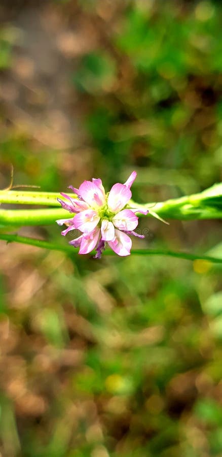 Fotografia de flor imagem de stock royalty free
