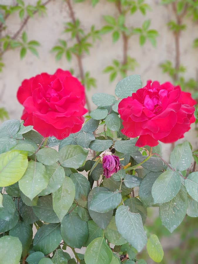 Fotografia De Uma Pequena Flor De Rosas Vermelhas Com Folhas Verdes E Belos  Antecedentes No Jardim Ao Ar Livre Natural Foto de Stock - Imagem de rosas,  folhas: 215011748