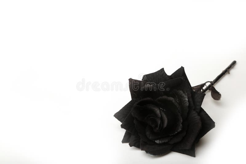 Fotografia De Uma Rosa Preta Em Um Fundo Branco Foto de Stock - Imagem de  florista, amor: 84765058
