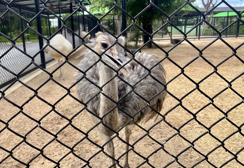 a photography of a ostrich standing in a fenced in area, struthio camelus in a zoo enclosure looking through a chain link fence. a photography of a ostrich standing in a fenced in area, struthio camelus in a zoo enclosure looking through a chain link fence.