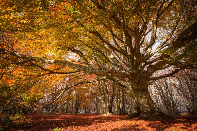 Fotografia Fagus sylvatica, Canfaito zdjęcie royalty free Fotografia Fagus sylvatica, Canfaito zdjęcie royalty free