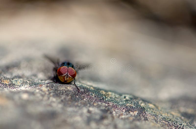 Fotografia macro de uma mosca azul em uma rocha foto de stock royalty free Fotografia macro de uma mosca azul em uma rocha foto de stock royalty free