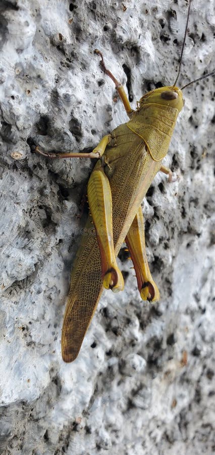 Fotografia macro di una cavalletta gialla che si trova su una superficie di calcestruzzo ruvido. La chiusura dettagliata rivela la immagini stock