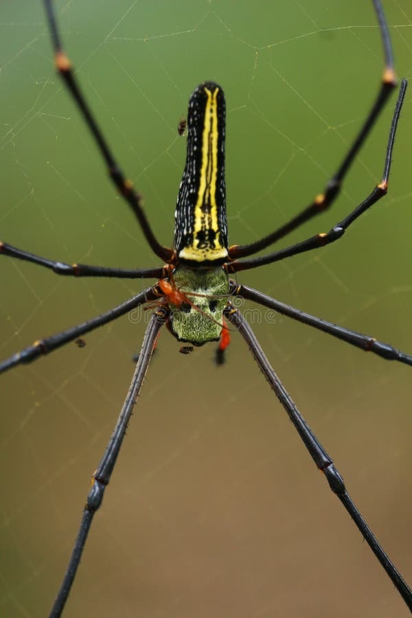 Fotografia macro rara de um tecelão sri lankan tentando ser irritante para uma aranha imagens de stock Fotografia macro rara de um tecelão sri lankan tentando ser irritante para uma aranha imagens de stock