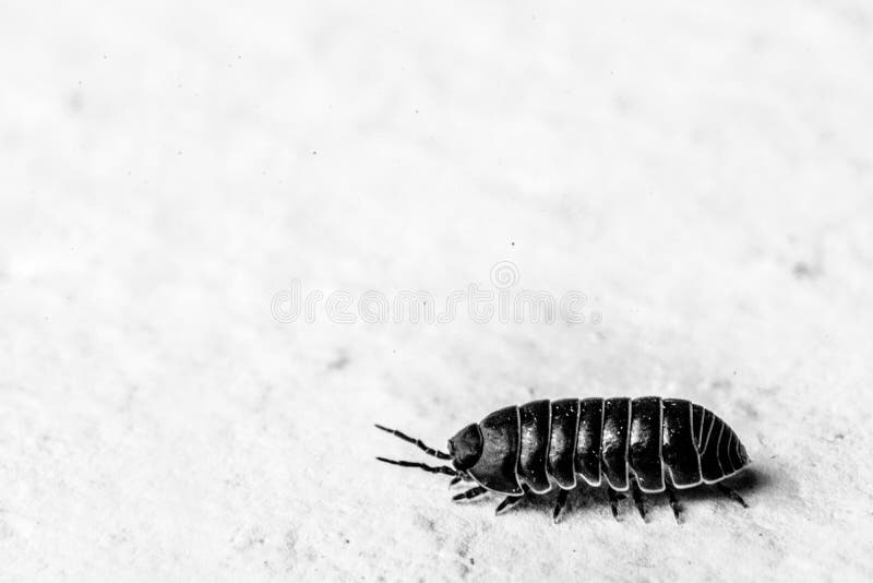 Fotografia minimalista preto e branco macro de um inseto imagens de stock Fotografia minimalista preto e branco macro de um inseto imagens de stock