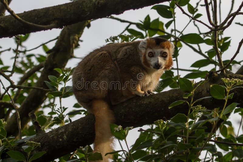 Fotografia portret piękny Koronowany lemur obrazy royalty free Fotografia portret piękny Koronowany lemur obrazy royalty free