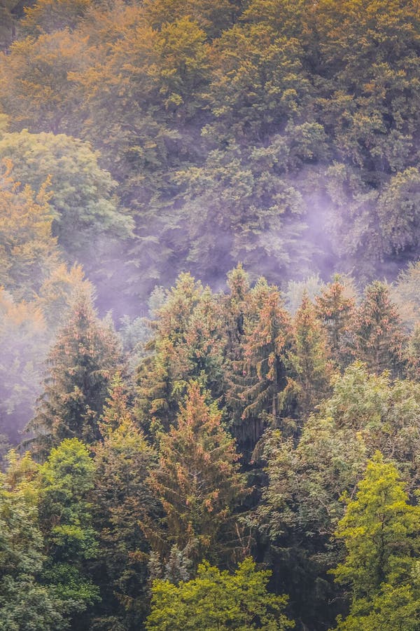 Fotografia verticale della foresta variopinta di autunno fotografata sulla mattina nebbiosa da sopra Paesaggio lunatico Legno nel fotografie stock Fotografia verticale della foresta variopinta di autunno fotografata sulla mattina nebbiosa da sopra Paesaggio lunatico Legno nel fotografie stock