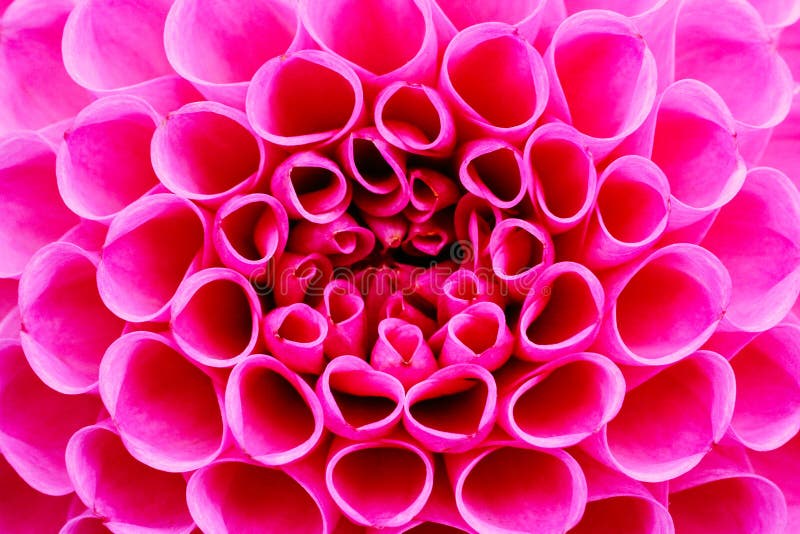 Fotografie cu floarea dahiliană roz strălucitor. imagine color evidențiind culorile roz intense și umbrele roșiatice royalty free stock photos
