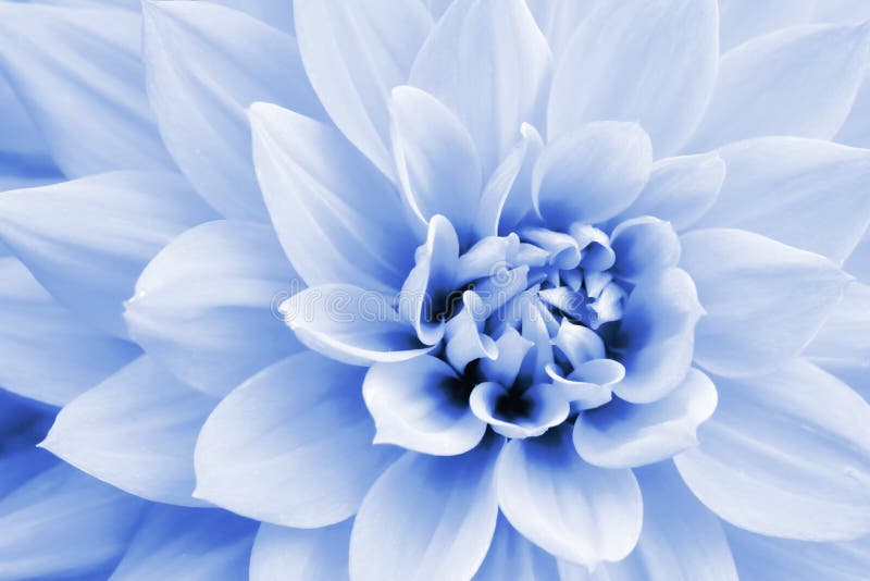 Fotografie cu floarea Dahlia albastru deschis și alb stock images