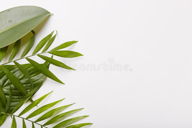 Fotografie orizontală cu plante verzi pe partea stângă a fotografiei. spațiu gol pe fundal alb pentru informare sau promovare. royalty free stock image