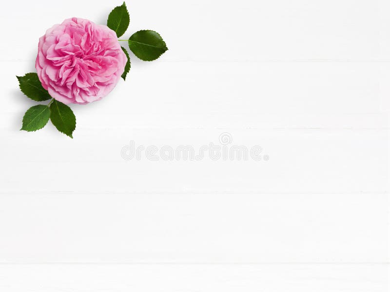 Fotografie stoc stilată. machetă pentru nunți feminine cu floare roz de trandafir englezesc și spațiu gol. compoziția florală stock photography