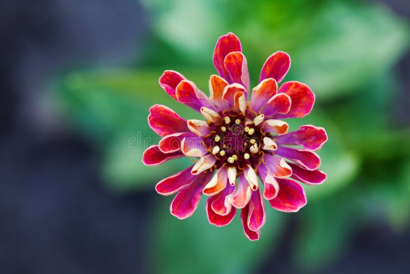Fotografie van de de bloem de macromening van Zinnia Elegante rode violette bloemblaadjesinstallatie op vage groene achtergrond O stock fotografie Fotografie van de de bloem de macromening van Zinnia Elegante rode violette bloemblaadjesinstallatie op vage groene achtergrond O stock fotografie