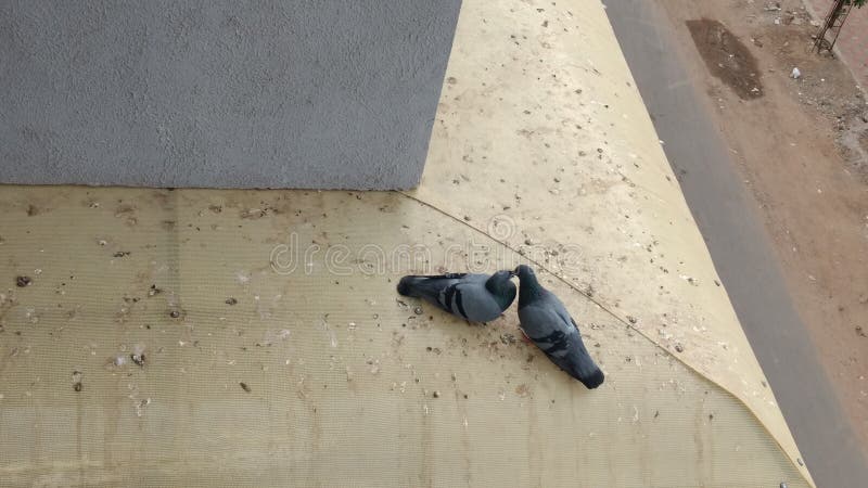 Fotografía de los pájaros del amor inspirar del amor fotos de archivo libres de regalías Fotografía de los pájaros del amor inspirar del amor fotos de archivo libres de regalías