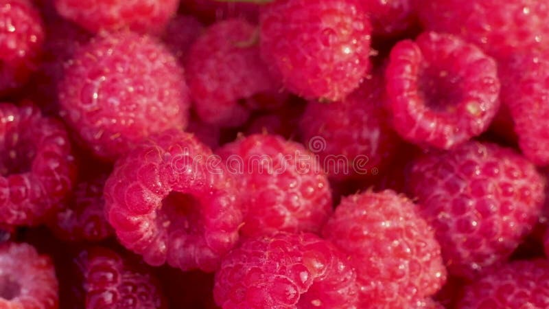 Fotografía macro de frambuesas frescas rojas en gotas de agua. Vista desde la cima. almacen de metraje de vídeo