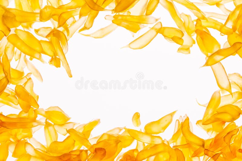 Fotografía macra de la fruta del pomelo imagen de archivo libre de regalías Fotografía macra de la fruta del pomelo imagen de archivo libre de regalías