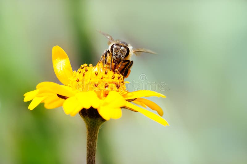 Macro photography of pollinator honey bee drinking nectar from yellow wild flower with proboscis extending into the flower and simultaneously bringing pollen from one flower to another. Macro photography of pollinator honey bee drinking nectar from yellow wild flower with proboscis extending into the flower and simultaneously bringing pollen from one flower to another.