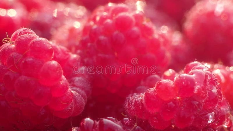 Fotografía macro de frambuesas de jugo maduro y rojo en gotas de agua metrajes
