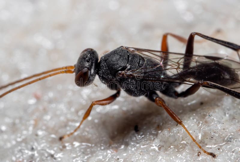 Fotografía Macro De La Avispa Negra En El Suelo Imagen de archivo