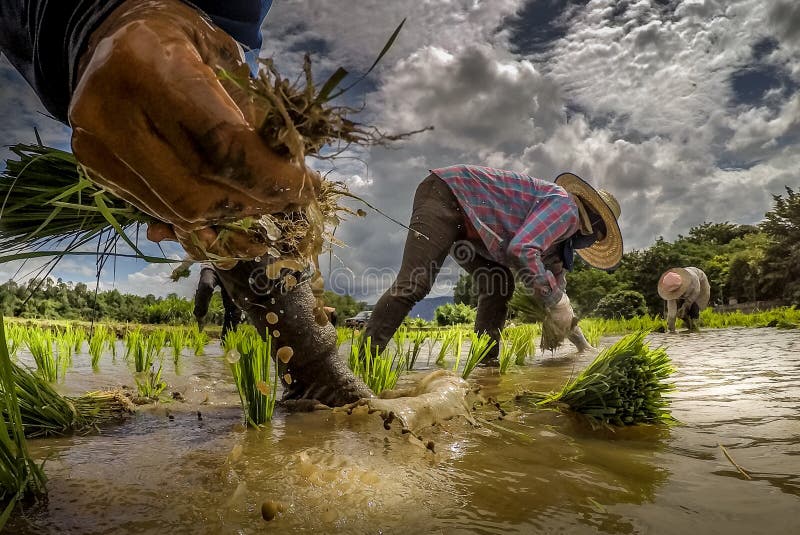 Fotografía que sorprende con los granjeros asiáticos que trasplantan el arroz en campo de arroz mojado imagenes de archivo Fotografía que sorprende con los granjeros asiáticos que trasplantan el arroz en campo de arroz mojado imagenes de archivo