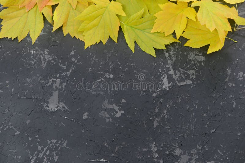 Fotogramma di foglie gialle autunnali su fondo nero Menu di scelta rapida o di sbalzo immagine stock Fotogramma di foglie gialle autunnali su fondo nero Menu di scelta rapida o di sbalzo immagine stock