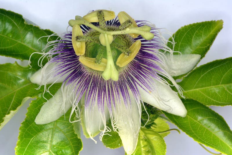 Fotomakrovit och purpurfärgad blomma av passiflora med gula stamens fotografering för bildbyråer Fotomakrovit och purpurfärgad blomma av passiflora med gula stamens fotografering för bildbyråer