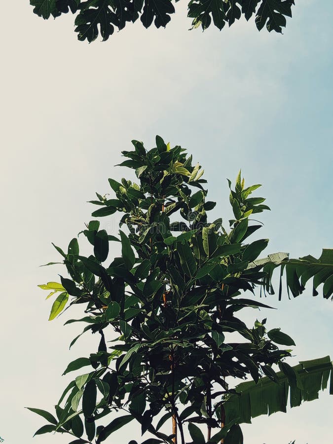 Foton av estetiska växter royaltyfria foton