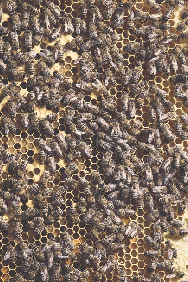 fotos de abejas con el alto ángulo que se sienta en sitios con las larvas y la miel que se han preparado para el invierno foto de archivo libre de regalías fotos de abejas con el alto ángulo que se sienta en sitios con las larvas y la miel que se han preparado para el invierno foto de archivo libre de regalías