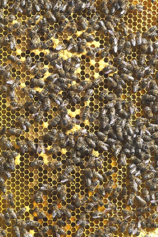 Fotos de abejas en sitios con las larvas y la miel que se han preparado para el invierno foto de archivo libre de regalías Fotos de abejas en sitios con las larvas y la miel que se han preparado para el invierno foto de archivo libre de regalías